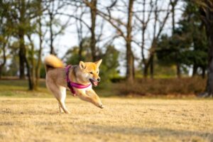 柴犬と散歩