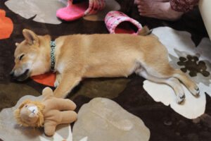 柴犬と柴犬グッズ