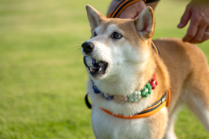 柴犬のしつけ