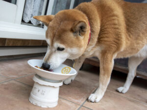 柴犬の食事